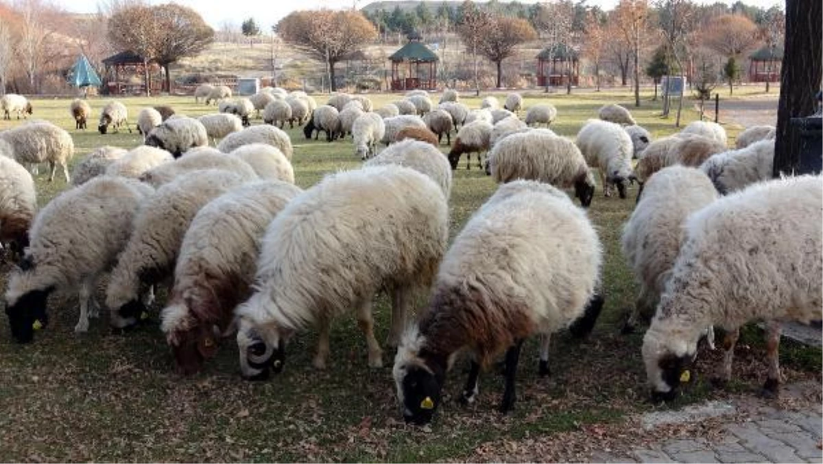 Mesire alanı, salgında koyunlar için otlak oldu