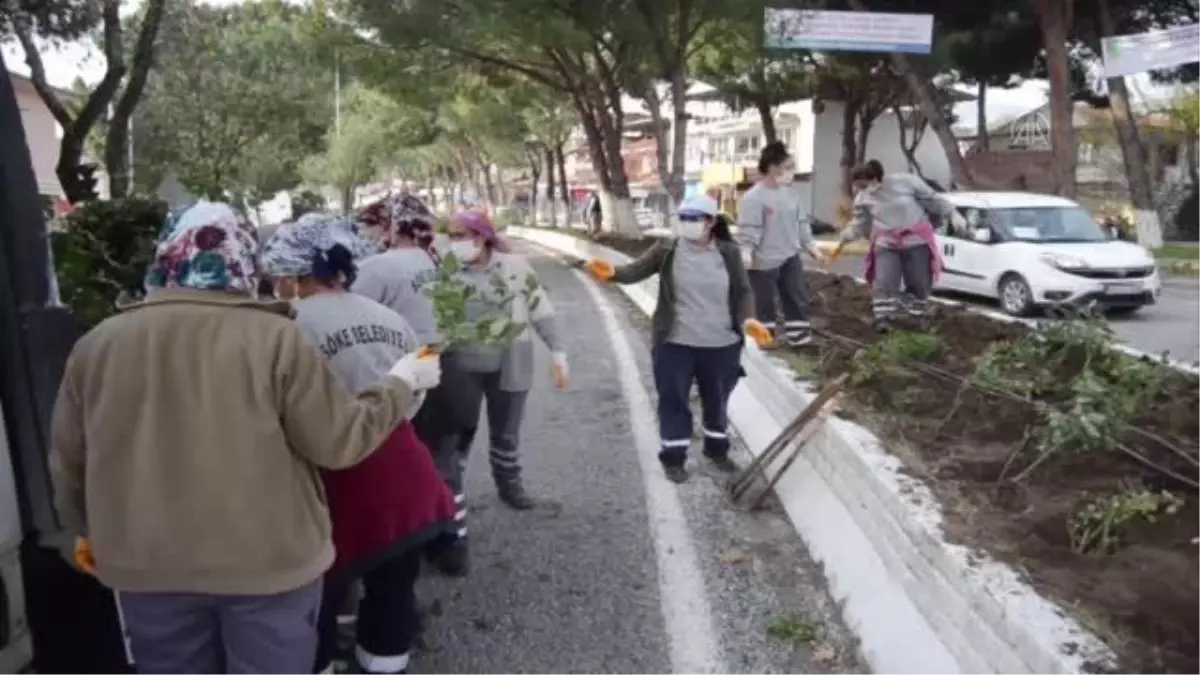 Söke\'deki Güllübahçe\'de gül dikimi yapıldı