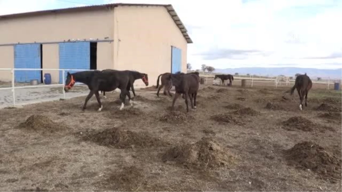 At sevgisiyle kurduğu çiftlikte hipodromlar için "şampiyon" yetiştiriyor