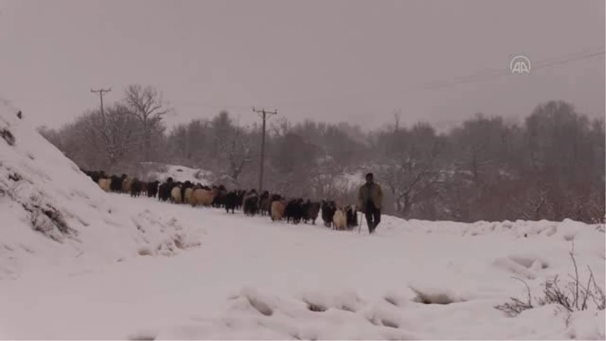 Dağ köylerinde yaşayan besicilerin keçileriyle zorlu yolculuğu