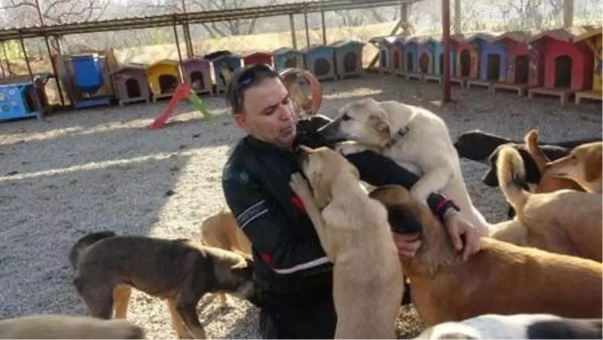 Hayvansever Sert, el konulan köpeklerine kavuştu