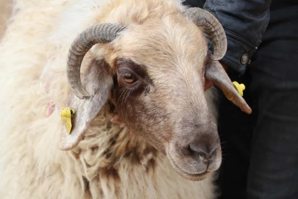 13 kaburgası olan Norduz koyunu, sadece Van'da yetiştiriliyor
