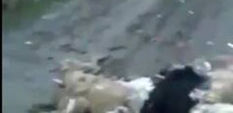 Onlarcasını öldürüp Bursa ormanlarına attılar