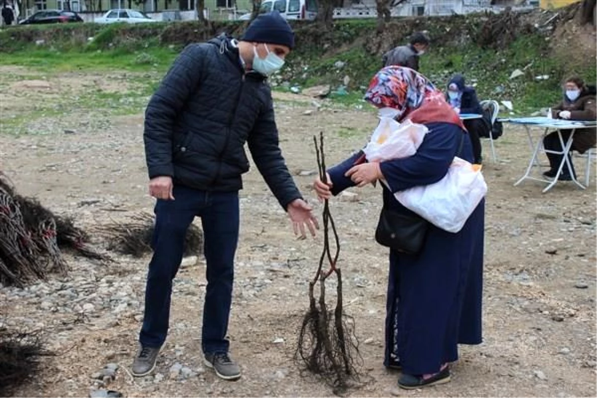 Osmaneli\'de çiftçilere ceviz fidanı dağıtımı yapıldı