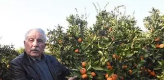 Seferihisar mandalinasını, sağanak vurdu