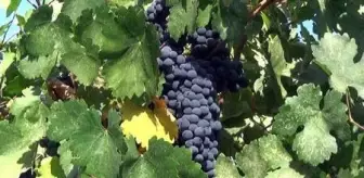 3 bin yıllık Erciş üzümü tescillendi