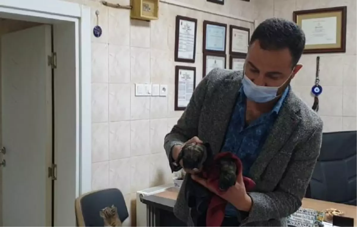 Doğum yapmakta zorlanan köpek için seferber oldular; 5 yavru dünyaya geldi