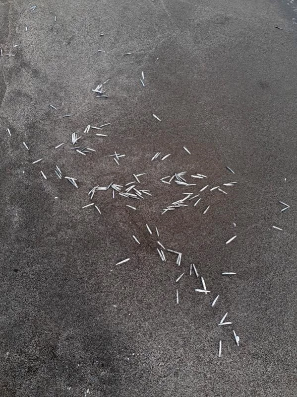 Patara Plajı'nda yavru balıklar, kıyıya vurdu