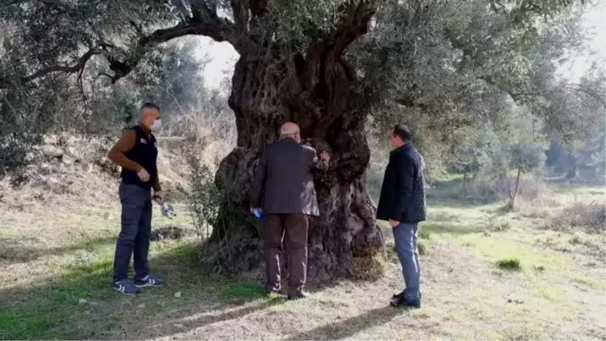 Tarihi zeytin ağaçları için tescil çalışması yapılıyor