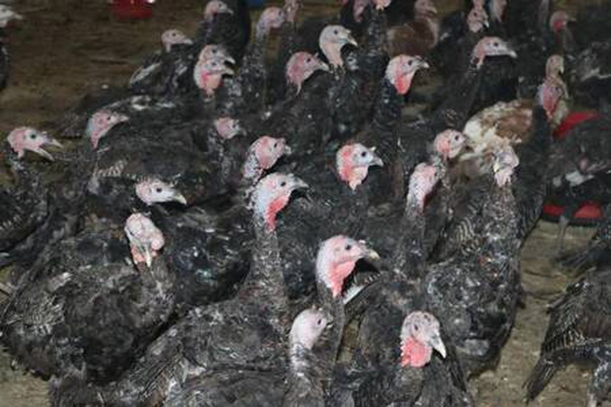 Yılbaşına kısıtlama getirilince hindiler elde kaldı