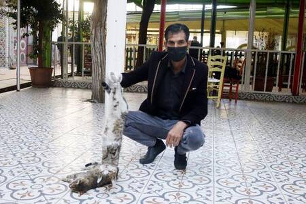 Son dakika: Antalya\'da 2 kedi zehirlenerek öldürüldü iddiası