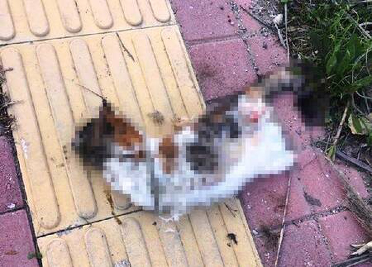 Antalya\'da bir kedi daha bacakları kesilerek öldürüldü