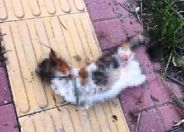 Antalya'da bir kedi daha bacakları kesilerek öldürüldü