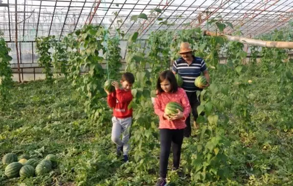 Gazipaşa'da dört mevsim karpuz hasadı