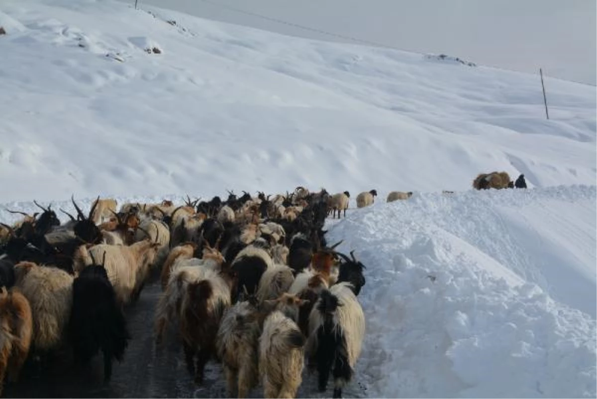 Hakkari\'de karda mahsur kalan çoban ve koyunlar kurtarıldı