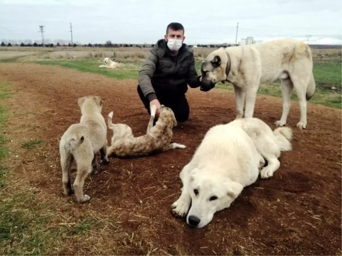 Köpeklerini tüfekle öldürdüğünü iddia ettiği komşusunu darbetti