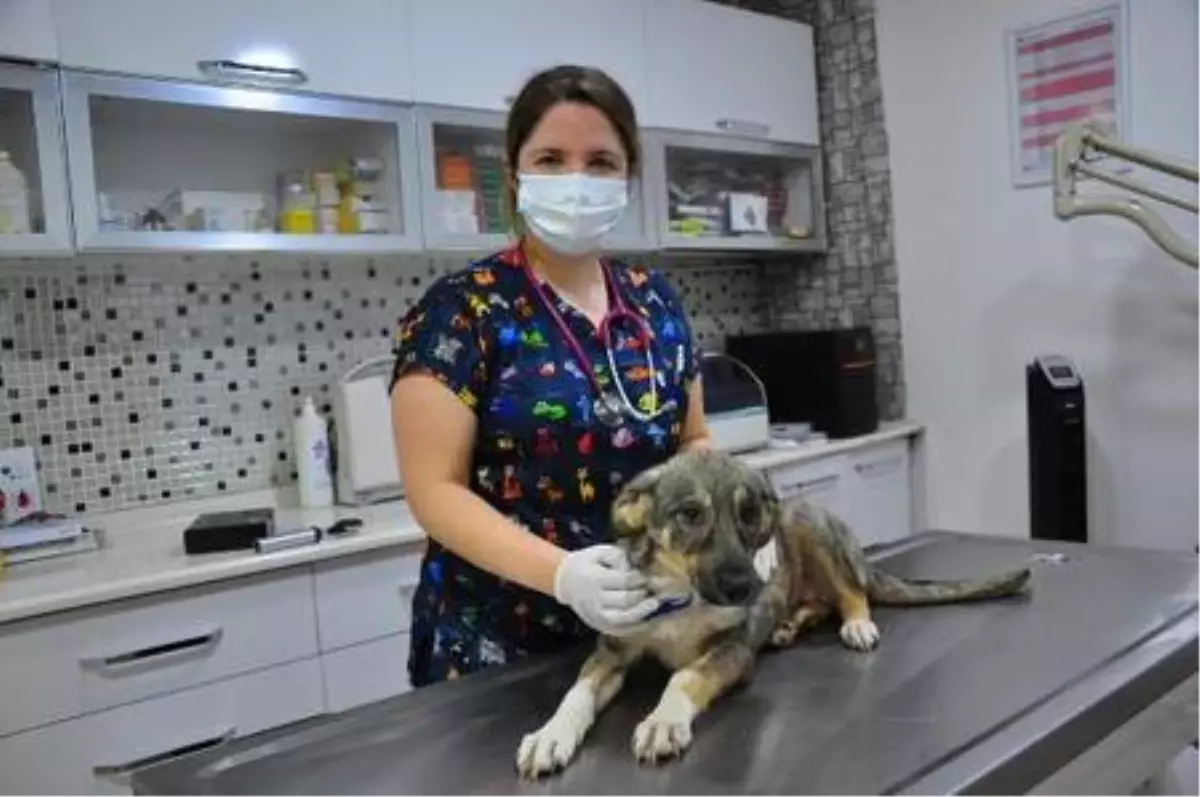 Ölmek üzereyken bulunan 'Şans', sağlığına kavuştu