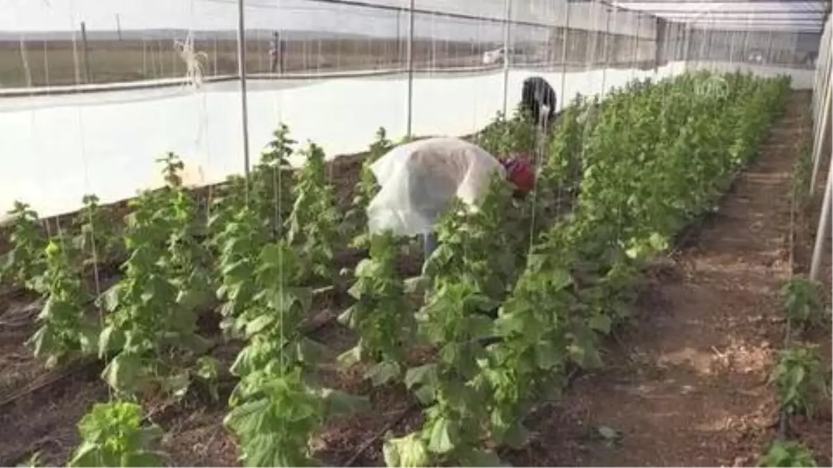 ŞANLIURFA - Tarım işçileri AA\'nın "Yılın Fotoğrafları" oylamasına katıldı