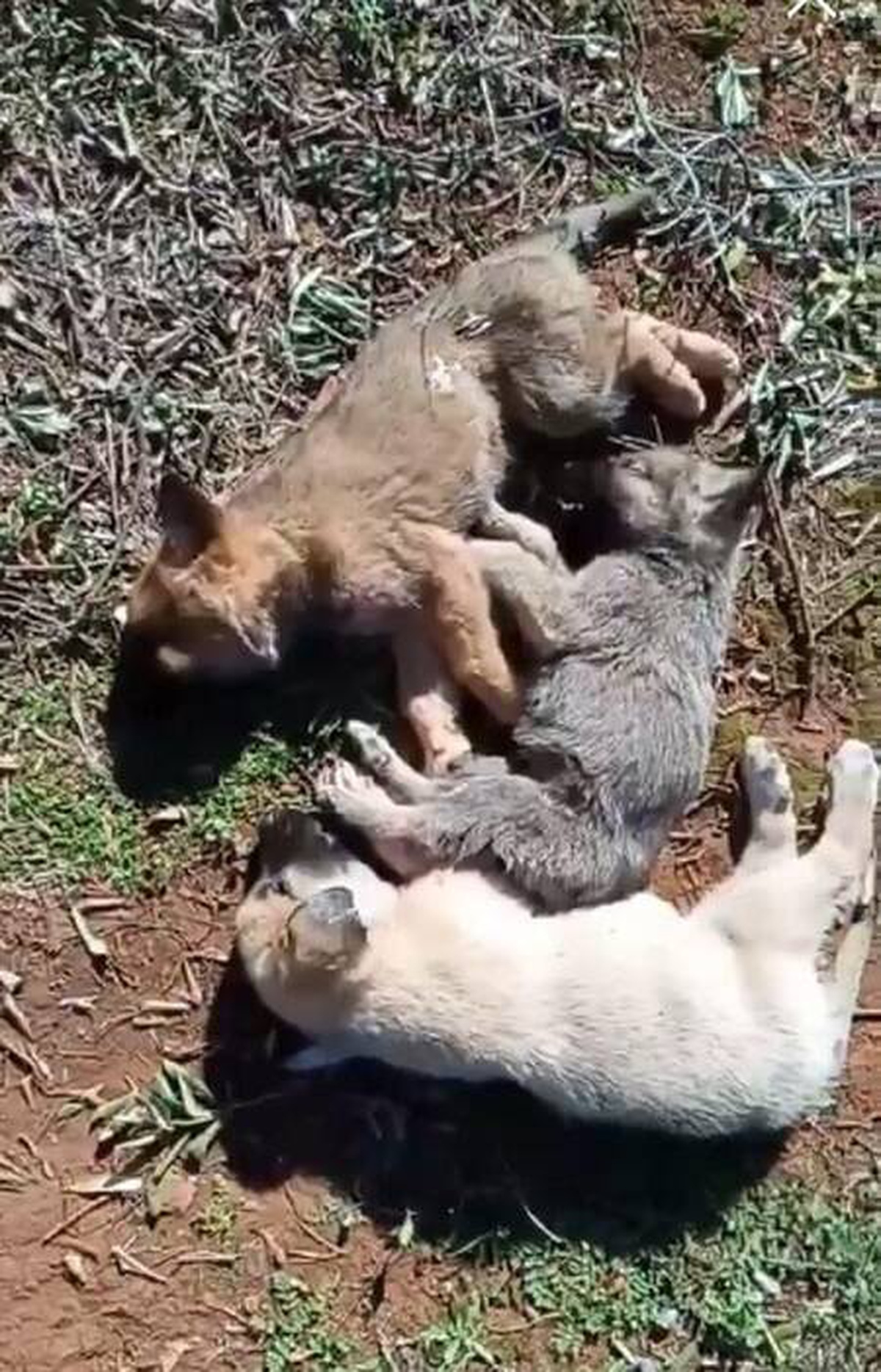 Antalya\'da 12 sokak köpeği zehirlenerek öldürüldü