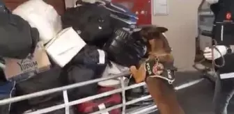 Havalimanında uyuşturucuyla yakalanan Türkmenistan uyruklu gözaltına alındı