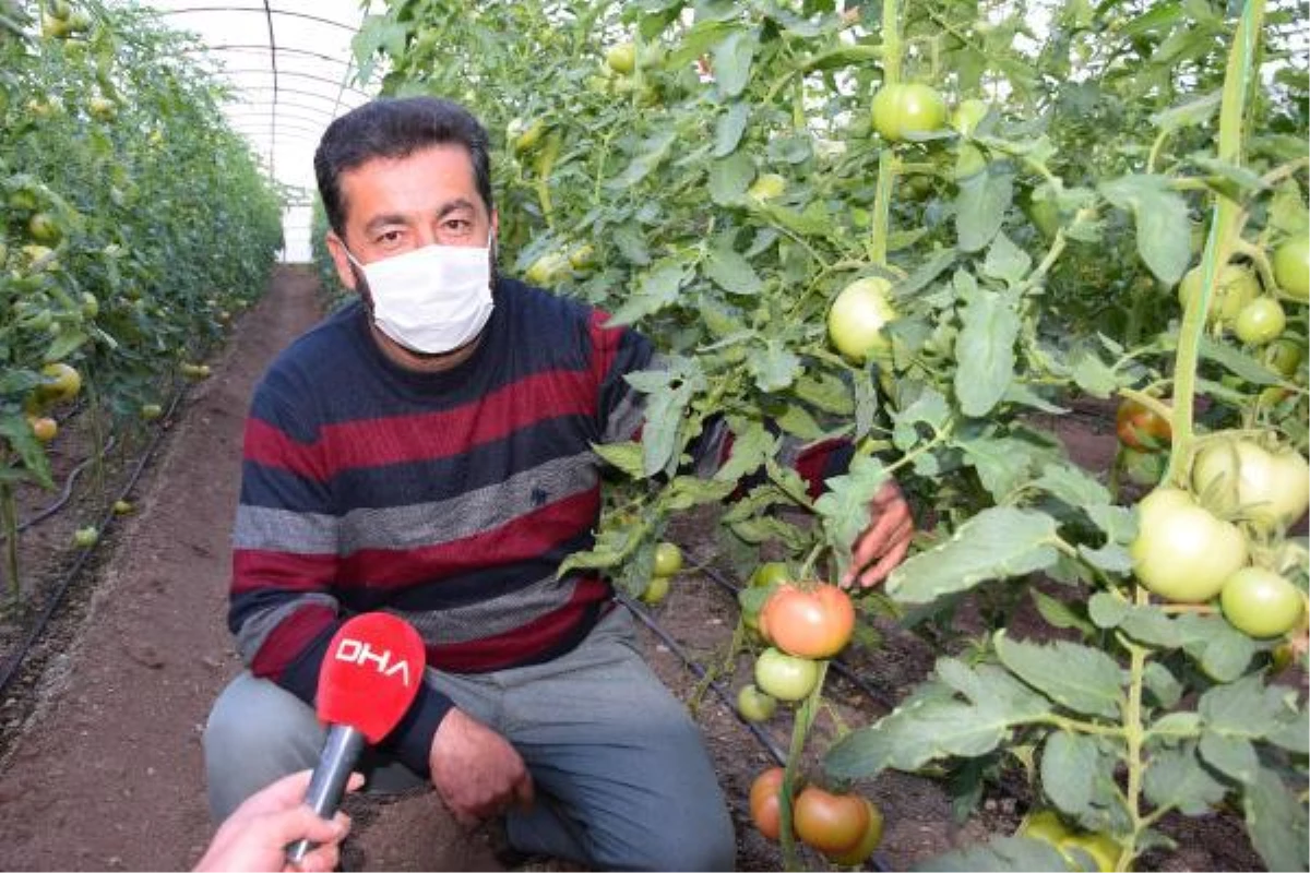 "Kışın üretilen domates zehir" iddiasına, üreticiden videolu tepki: Ekmeğimizle oynamayın