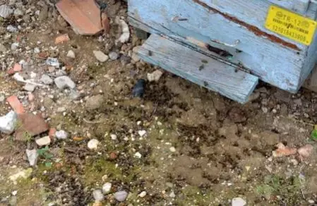 Nehir kıyısındaki kovanlarda binlerce arı öldü, yetiştiriciler kirliliğe dikkat çekti