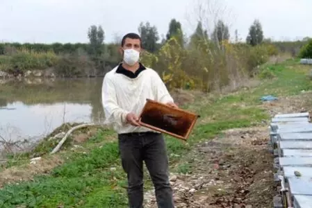 Nehir kıyısındaki kovanlarda binlerce arı öldü, yetiştiriciler kirliliğe dikkat çekti