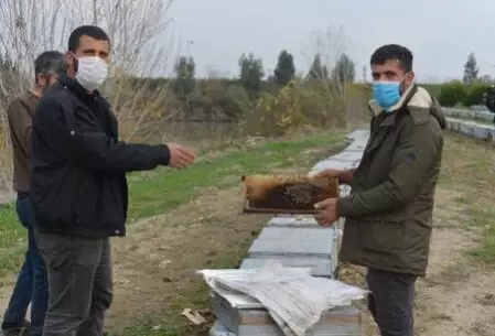 Nehir kıyısındaki kovanlarda binlerce arı öldü, yetiştiriciler kirliliğe dikkat çekti