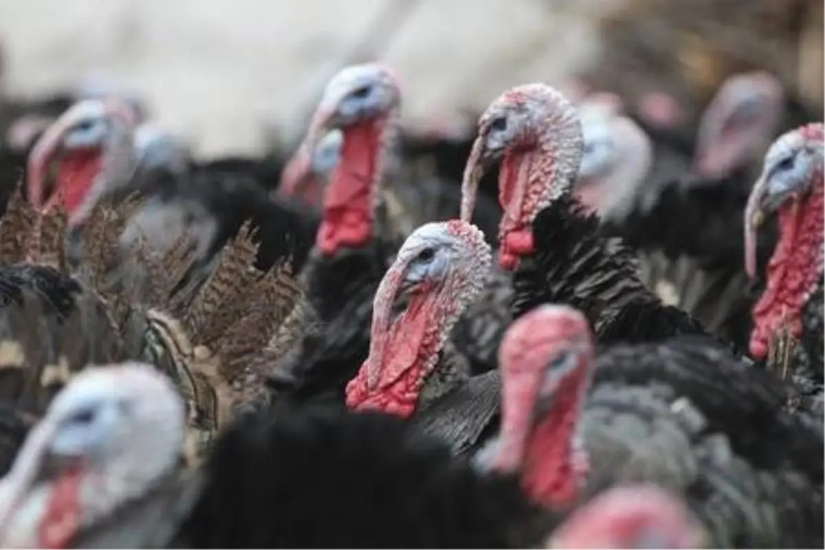 Pandemide yılbaşı hindisine talep arttı