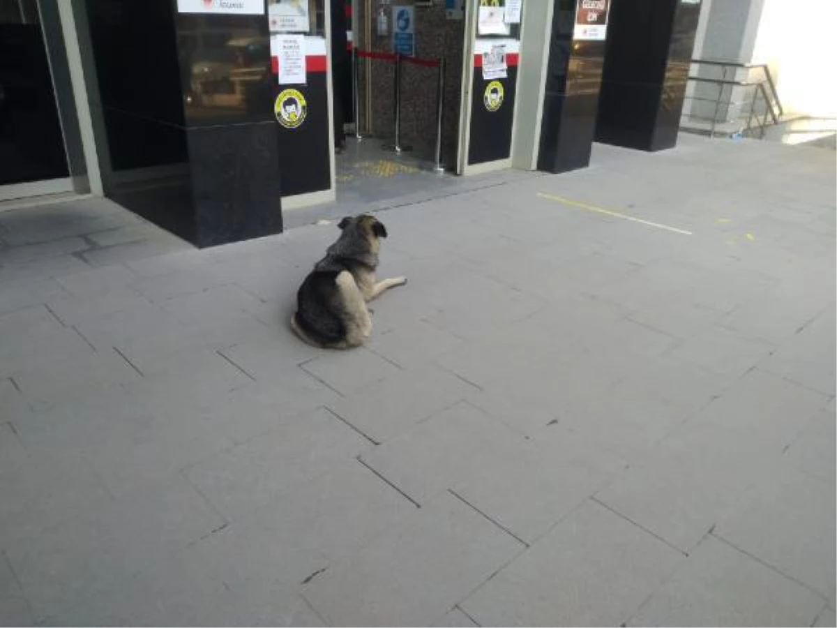 Sahibini bekleyen köpek, adliye kapısından ayrılmadı