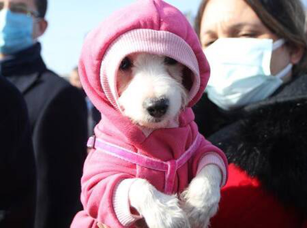 Ses telleri kesilen köpeklerin sahibine rekor para cezası