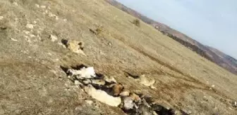 29 köpek, boş arazide baygın bulundu