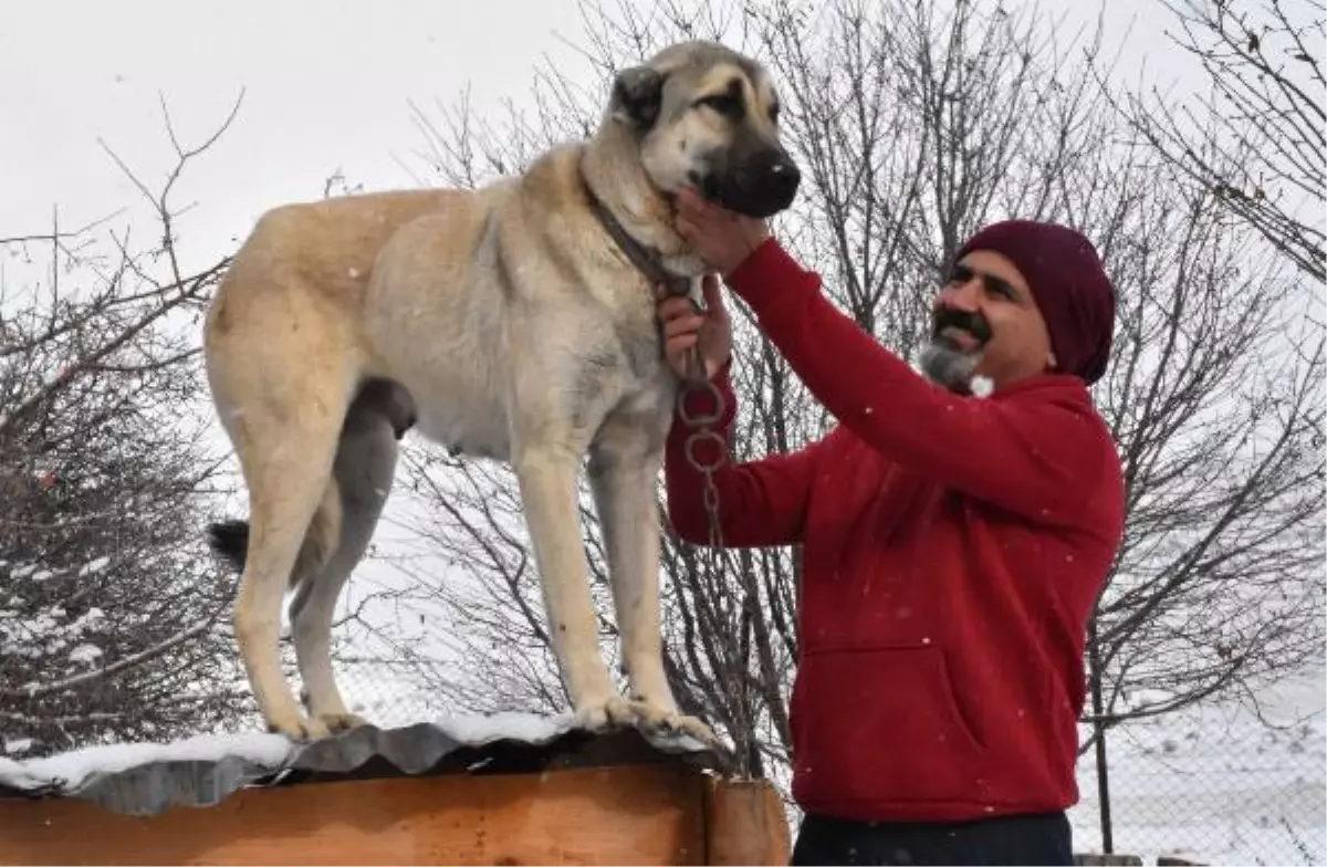 Son dakika haberi | \'Kangal köpekleri, kurtlara içgüdüsel korku salıyor\'