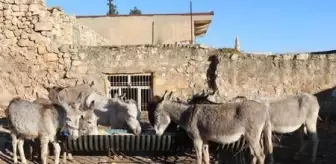Kış aylarında aç ve susuz kalan eşeklere sahip çıktılar