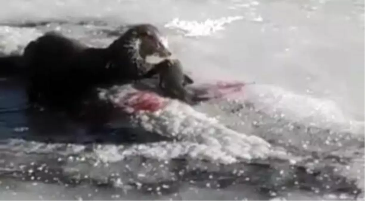 Kura Nehri'nde nesli tükenmekte olan su samuru görüntülendi