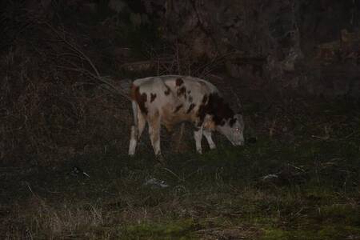 Otlandıkları yere terk eden danalar, caddeye çıktı