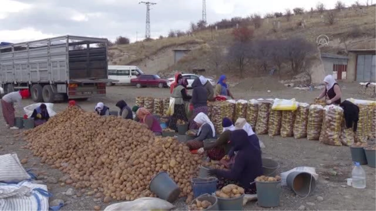 AFYONKARAHİSAR - Mağaralarda saklanan patatesler ağırlıklı üç büyük şehre gönderiliyor