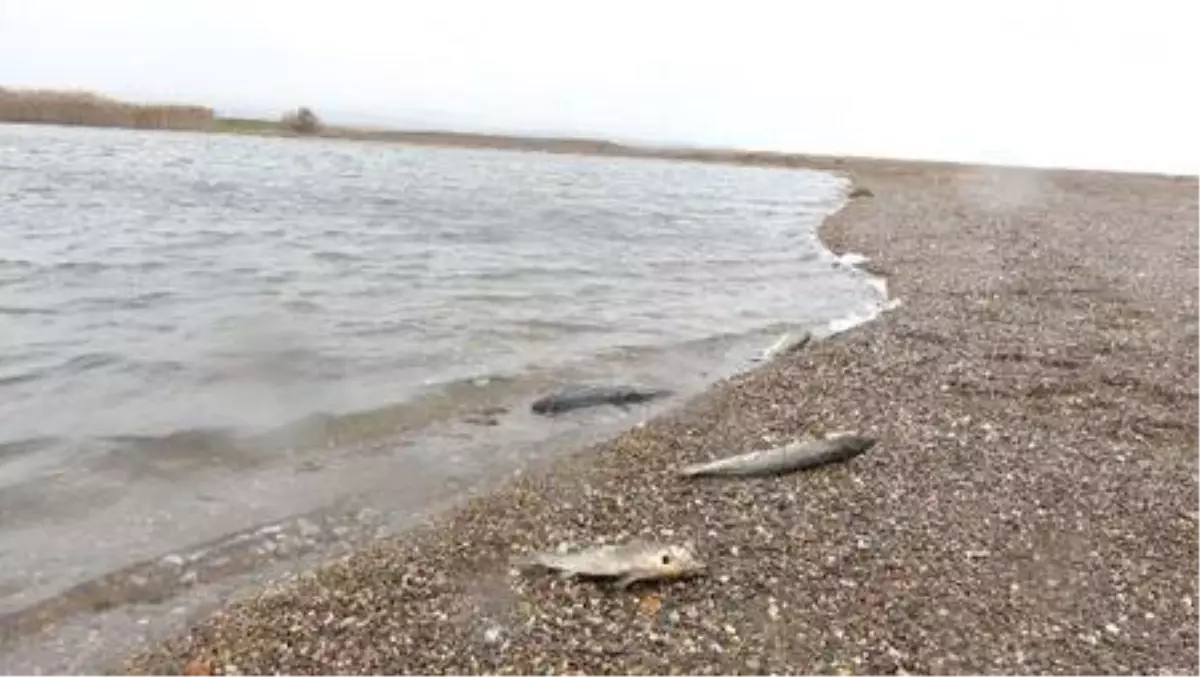 Son dakika haberi | Çanakkale'de çay ile denizin birleştiği noktada balık ölümleri
