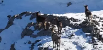 Dağ keçileri sürü halinde görüntülendi