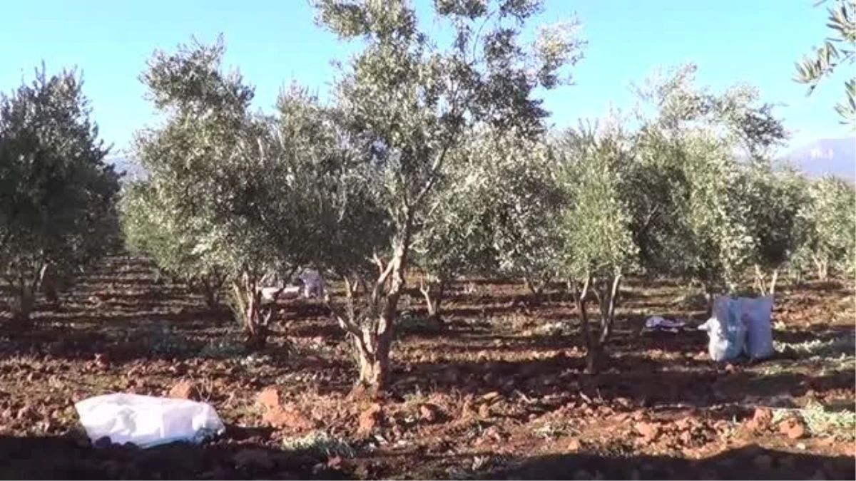 GAZİANTEP - Zeytin hasadı sürüyor