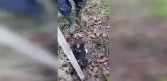 GÜMÜŞHANE - Çitin tellerine sıkışan köpek yavrusu kurtarıldı