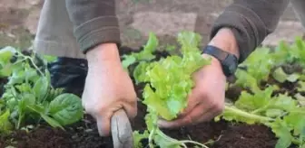 Pandemide hobi bahçelere ilgi, tarım araçlarına talebi artırdı