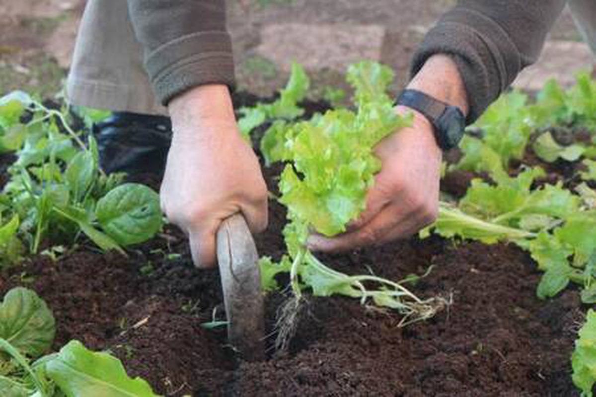 Pandemide hobi bahçelere ilgi, tarım araçlarına talebi artırdı
