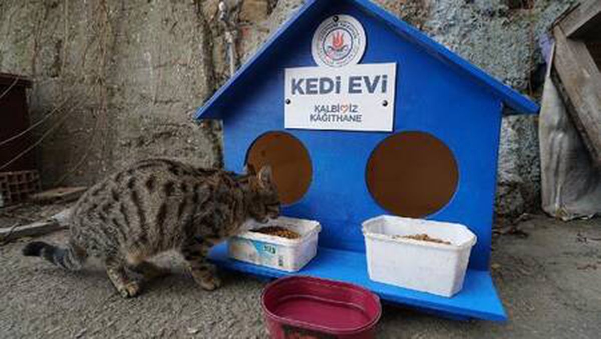 Kağıthane\'ye 300 kedi evi yerleştirildi