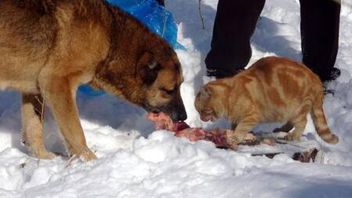 Memur emeklisinin baktığı köpek ve kediler aynı kaptan besleniyor