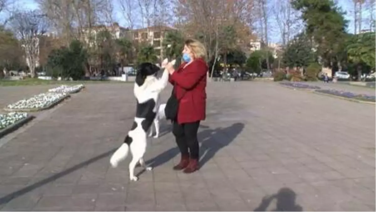 Pendik\'te hayvanseverin köpeğe zarar verdiğini iddia ettiği kişiye tepkisi kamerada