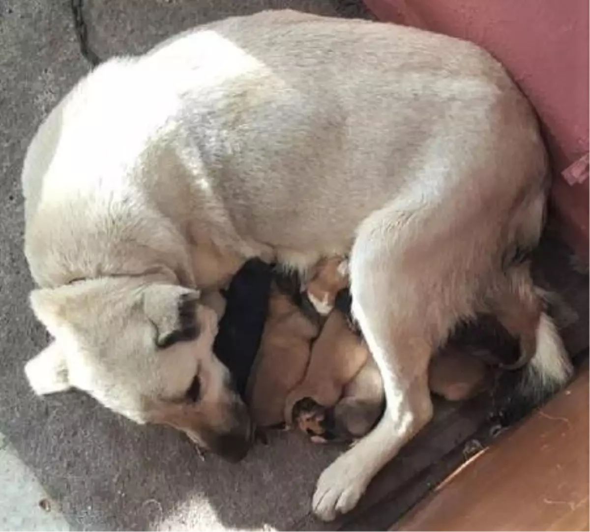 Polisin dikkati sayesinde yavru köpekler donmaktan kurtuldu