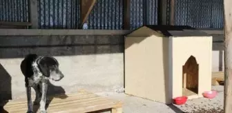 Sivas'ın en soğuk ilçesi İmranlı'da, sokak köpekleri için barınak