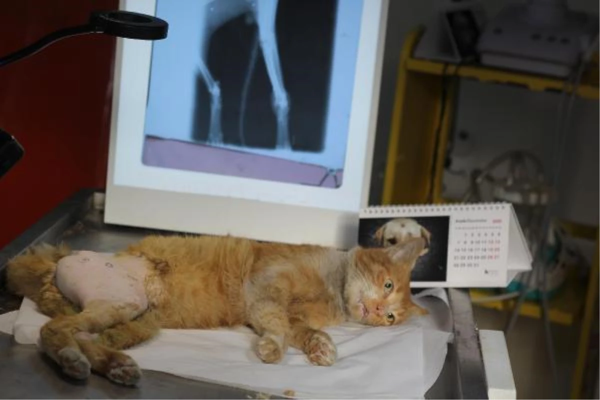 Tüfekle vurulan sokak kedisi tedavi edildi