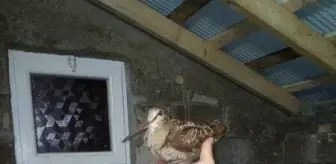 Yaralı bulduğu çullukları, tedavi sonrası doğaya saldı